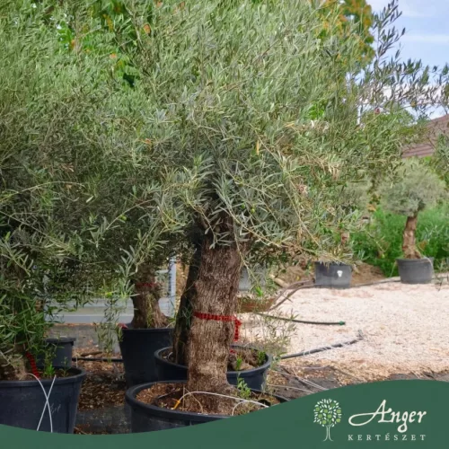 Olea europaea - Olajfa old skin 220-300 cm, 85 cm cserépben