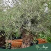 Olea europaea - Olajfa old skin 220-300 cm, 85 cm cserépben