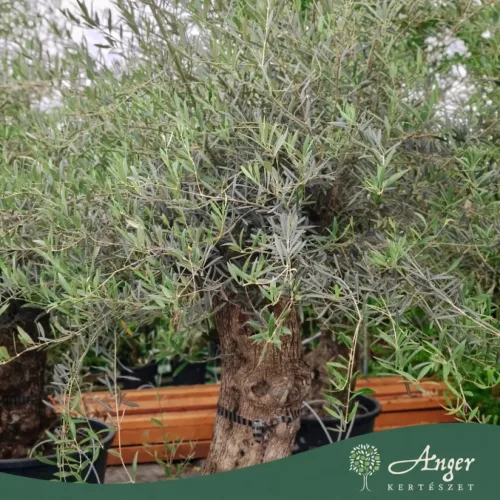 Olea europaea - Olajfa old skin 220-300 cm, 85 cm cserépben