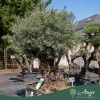 Olea europaea - Olajfa őstörzses 180 cm, földlabdás
