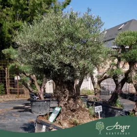 Olea europaea - Olajfa őstörzses 180 cm, földlabdás