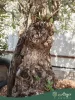 Olea europaea - Olajfa őstörzses 180 cm, földlabdás