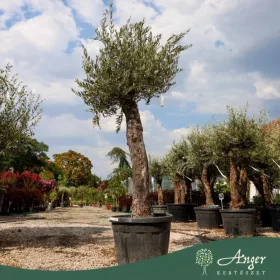   Olea europaea - Olajfa 200-250 cm, 90-130 cm-es törzsön, 90-130 literes cserépben