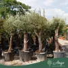 Olea europaea - Olajfa 200-250 cm, 90-130 cm-es törzsön, 90-130 literes cserépben