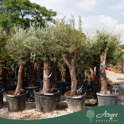 Olea europaea - Olajfa 200-250 cm, 90-130 cm-es törzsön, 90-130 literes cserépben