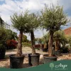 Olea europaea - Olajfa 200-250 cm, 90-130 cm-es törzsön, 90-130 literes cserépben