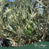 Olea europaea - Olajfa 200-250 cm, 90-130 cm-es törzsön, 90-130 literes cserépben