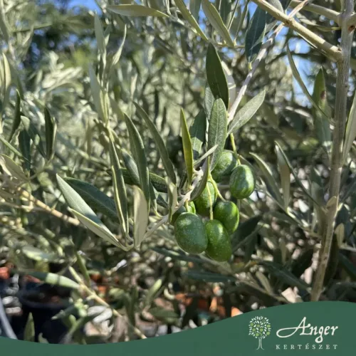 Olea europaea - Olajfa 200-250 cm, 90-130 cm-es törzsön, 90-130 literes cserépben