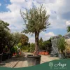 Olea europaea - Olajfa 200-250 cm, 90-130 cm-es törzsön, 90-130 literes cserépben