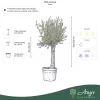 Olea europaea - Olajfa 200-250 cm, 90-130 cm-es törzsön, 90-130 literes cserépben