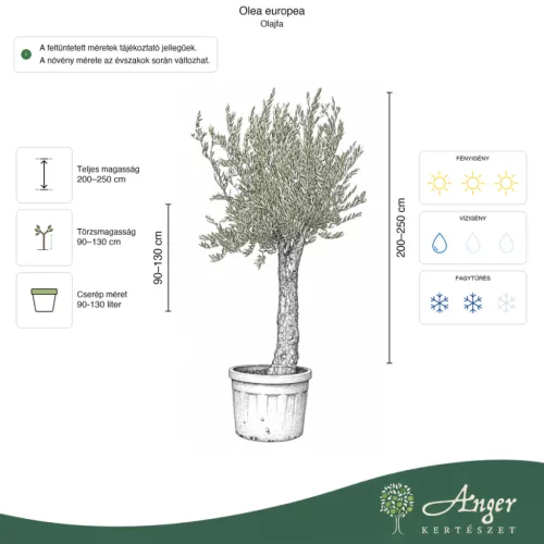 Olea europaea - Olajfa 200-250 cm, 90-130 cm-es törzsön, 90-130 literes cserépben