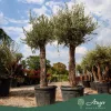 Olea europaea - Olajfa 200-250 cm, 90-130 cm-es törzsön, 90-130 literes cserépben