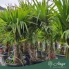 Trachycarpus fortunei - Kínai kenderpálma 190-210 cm, 40x35 cserépben