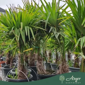   Trachycarpus fortunei - Kínai kenderpálma 190-210 cm, 40x35 cserépben