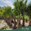 Trachycarpus fortunei - Kínai kenderpálma 190-210 cm, 40x35 cserépben