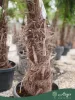 Trachycarpus fortunei - Kínai kenderpálma 190-210 cm, 40x35 cserépben