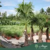 Trachycarpus fortunei - Kínai kenderpálma 190-210 cm, 40x35 cserépben