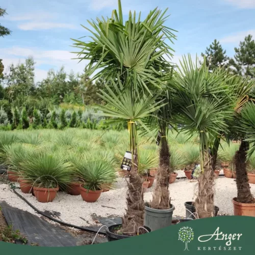 Trachycarpus fortunei - Kínai kenderpálma 190-210 cm, 40x35 cserépben