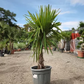   Trachycarpus fortunei - Kínai kenderpálma 90-100 cm, 30x30 cserépben