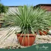 Yucca rostrata - Jukka 60-70 cm (10 cm törzs), 43 cm tálban