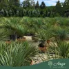 Yucca rostrata - Jukka 60-70 cm (10 cm törzs), 43 cm tálban