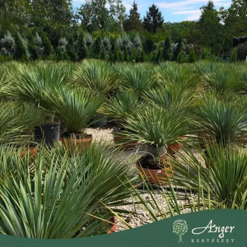 Yucca rostrata - Jukka 60-70 cm (10 cm törzs), 43 cm tálban