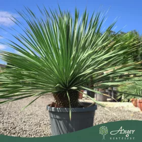   Yucca rostrata - Jukka 80-90 cm (20 cm törzs), 40 cm cserépben