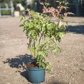   Acer negundo 'Flamingo' - Tarkalevelű zöldjuhar 'Flamingo' 50-60 cm, 18 cm-es cserépben