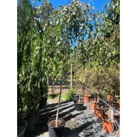   Betula pendula - Törpe csüngő nyír (törzses) 260 cm, 220 cm-es törzsön, 40x29 cm-es cserépben