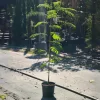 Albizia julibrissin - Selyemakác 110–120 cm, 18 cm-es cserépben