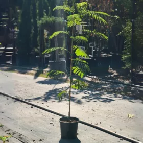   Albizia julibrissin - Selyemakác 110–120 cm, 18 cm-es cserépben