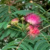 Albizia julibrissin - Selyemakác 110–120 cm, 18 cm-es cserépben