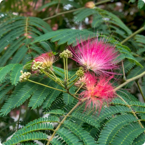Albizia julibrissin - Selyemakác 110–120 cm, 18 cm-es cserépben