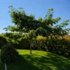 Albizia julibrissin - Selyemakác 110–120 cm, 18 cm-es cserépben