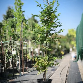   Carpinus betulus – közönséges gyertyán, 170–180 cm, 30 × 15 cm-es cserépben