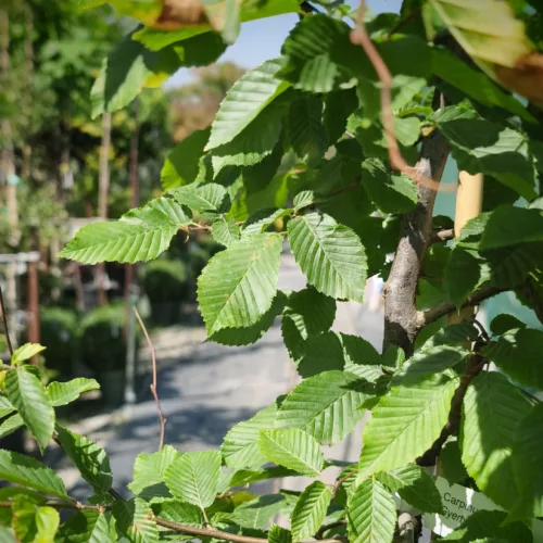 Carpinus betulus – közönséges gyertyán, 170–180 cm, 30 × 15 cm-es cserépben