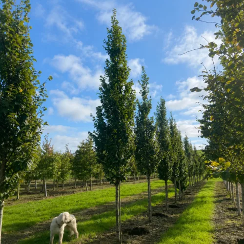 Carpinus betulus – közönséges gyertyán, 170–180 cm, 30 × 15 cm-es cserépben