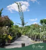 Crataegus laevigata ‘Paul’s Scarlet’ – piros virágú galagonya, 270 cm, 5,6 literes cserépben