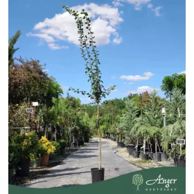   Crataegus laevigata ‘Paul’s Scarlet’ – piros virágú galagonya, 270 cm, 5,6 literes cserépben