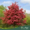 Crataegus laevigata ‘Paul’s Scarlet’ – piros virágú galagonya, 270 cm, 5,6 literes cserépben
