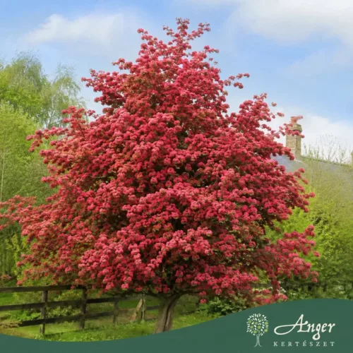 Crataegus laevigata ‘Paul’s Scarlet’ – piros virágú galagonya, 270 cm, 5,6 literes cserépben