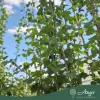 Crataegus laevigata ‘Paul’s Scarlet’ – piros virágú galagonya, 270 cm, 5,6 literes cserépben