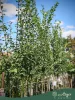 Crataegus laevigata ‘Paul’s Scarlet’ – piros virágú galagonya, 270 cm, 5,6 literes cserépben