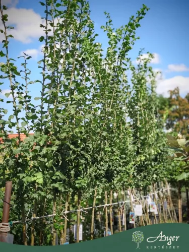 Crataegus laevigata ‘Paul’s Scarlet’ – piros virágú galagonya, 270 cm, 5,6 literes cserépben