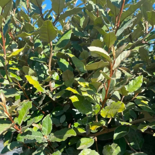 Elaeagnus angustifolia - Ezüstfa (törzses) 170 cm, 85 cm-es törzsön, 35x32 cm-es cserépben