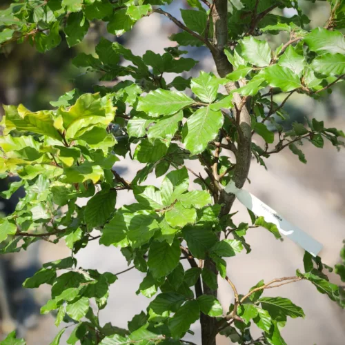 Fagus sylvatica – közönséges bükk, 170–180 cm, 30 × 25 cm-es cserépben