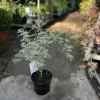 Acer palmatum 'Iyoshi' - Japán juhar 'Iyoshi' 60-90 cm, 18 cm-es cserépben