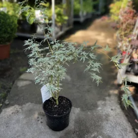   Acer palmatum 'Iyoshi' - Japán juhar 'Iyoshi' 60-90 cm, 18 cm-es cserépben