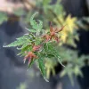 Acer palmatum 'Iyoshi' - Japán juhar 'Iyoshi' 60-90 cm, 18 cm-es cserépben