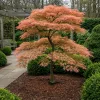 Acer palmatum 'Iyoshi' - Japán juhar 'Iyoshi' 60-90 cm, 18 cm-es cserépben